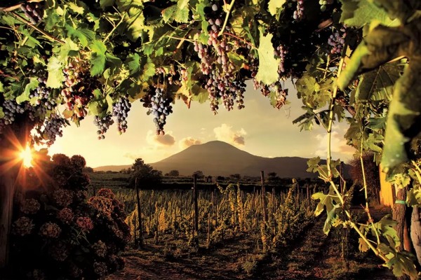 WINE AND FLAVORS